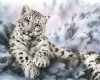 leopard backdrop