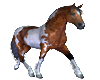 (SC)Pinto Horse
