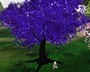 Luan tree purple