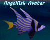 Angelfish Avatar