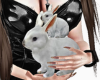 Bunny Pet hold