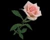 Beautiful Rose