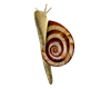 Leg Snail