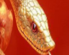 ♞Gold Snake Hanfu