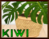 Monstera leaf plant