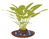 Terra Cotta Vase/Plant
