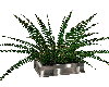 PS Eclectic Silver Plant
