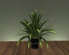 ~CR~ Potted Plant