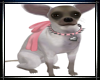 ❣ Chihuahua