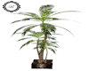 Potted Palm Planter