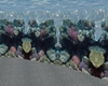 coral reef surround