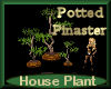 [my]Plant Pot Pinaster