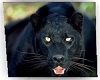 Black Panther Pring
