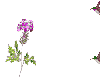 flower15