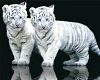 White baby tigers