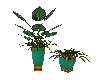 plants green pot