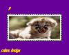 baby cougar long stamp