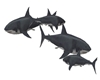 8 Sharks Circling