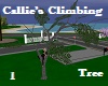 Climbing Tree 1