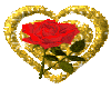 Goldheart red rose