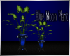 Blue Moon Plant