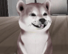 Shiba Dog Pet F/M