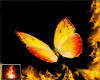 HF Orge-BarredSulphur B.