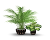 BrownCastle Plant #1