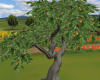 Fruit  Tree