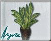 *A* Classy Plant 2.