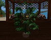 Paradise Plant
