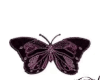 BUTTERFLY PinkBlack head