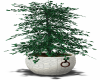 Potted Plant 1