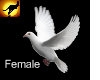 Peace Dove-female