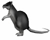 Animated Morgue Rat