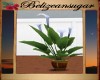 Anns calla lilly plant