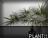 A- Plant Palm