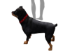 ROTTWWLLER DOG PET