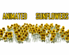 GM's Sunflowers Animated