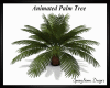 Anim Palm Tree