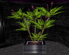 purple silver plant 1