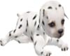 Page Puppy Dalmation