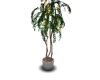 Fern Twig