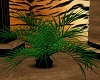 Soul Of The Tiger Plant