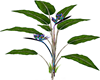 Rainbow Birds  Paradise