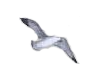Small Flying Seagull 2
