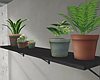 Shelf Plants Aesthetic