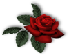 red rose 1