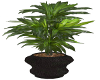 Black Pot with Plant