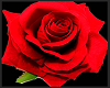 Red Rose Lapel